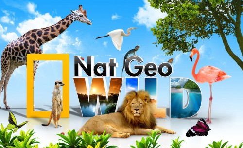 В ноябре Nat Geo Wild покажет лучшие программы о дикой природе